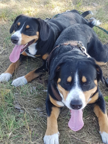 Anton+Briska