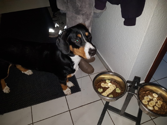 Maerz2019